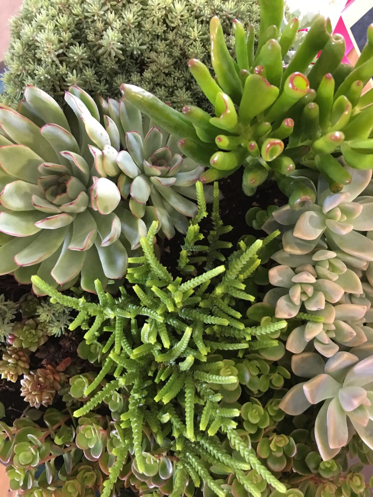 green succulent